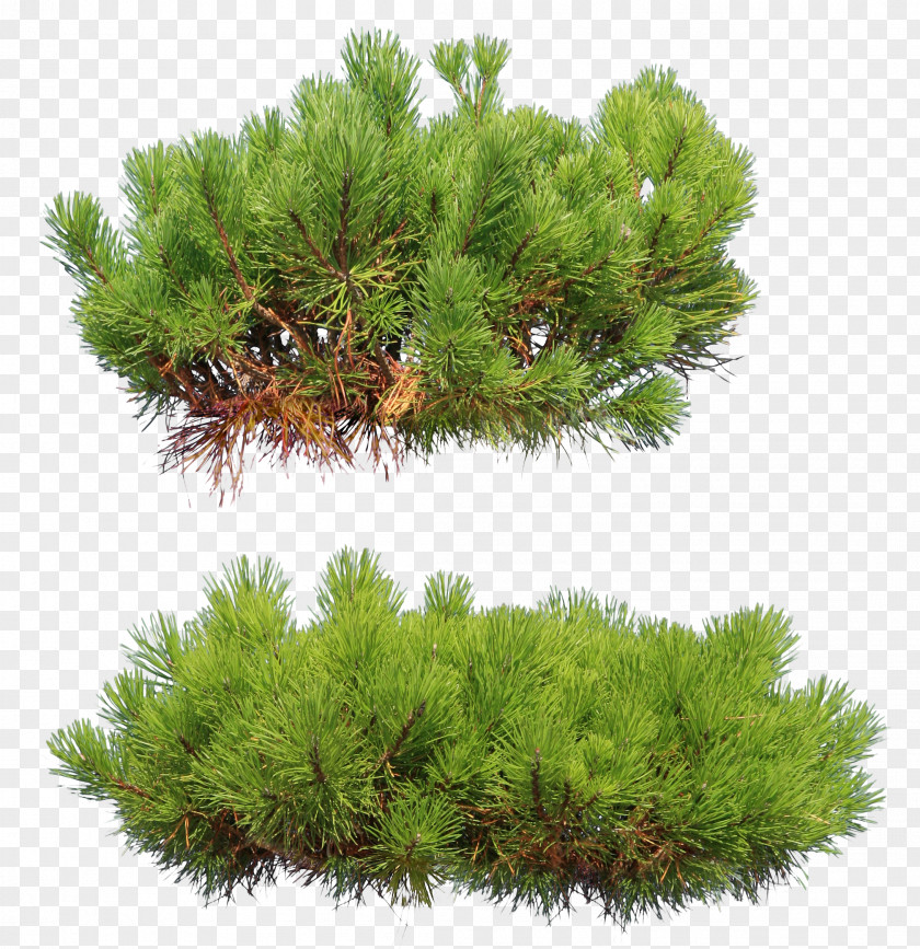 Pine Tree Conifers Clip Art PNG