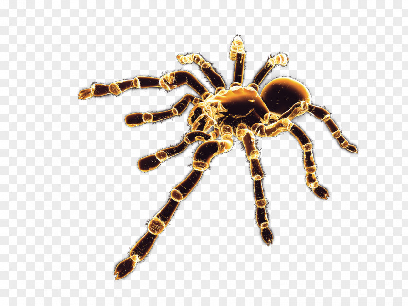 Spider Image Tarantula PNG