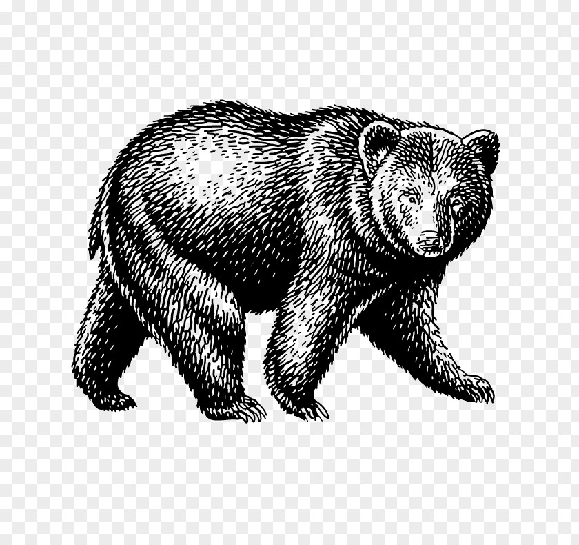 The Bear American Black 熊 PNG bear black 熊, clipart PNG