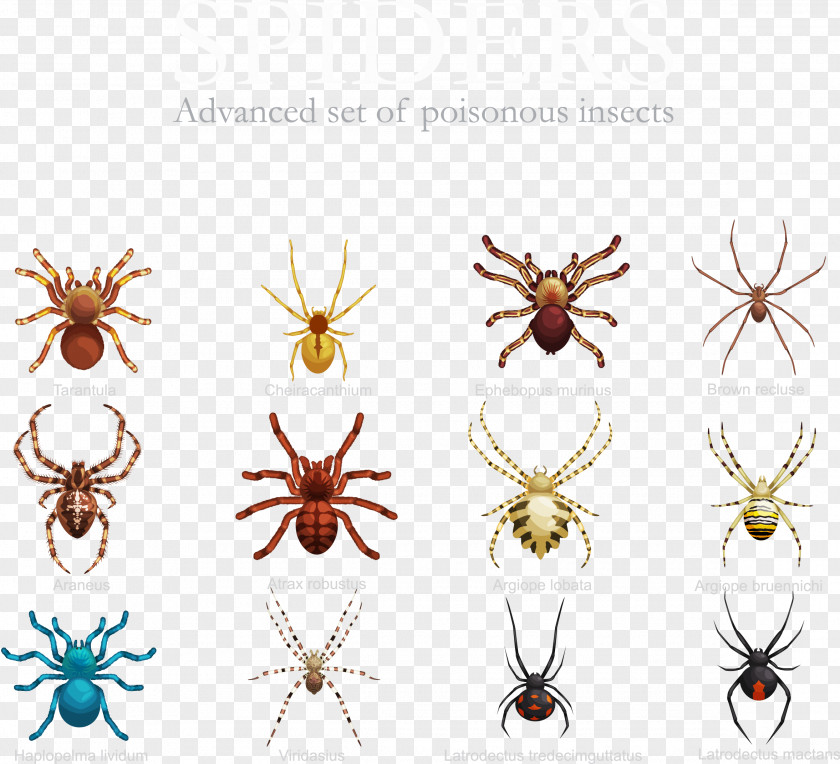 Vector Variety Of Spiders Spider Insect Stock Illustration PNG
