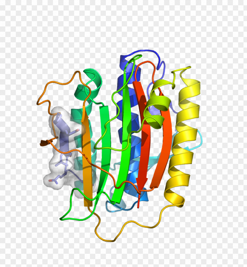 Chromosome HORMA Domain Meiosis Structure Genetic Recombination PNG