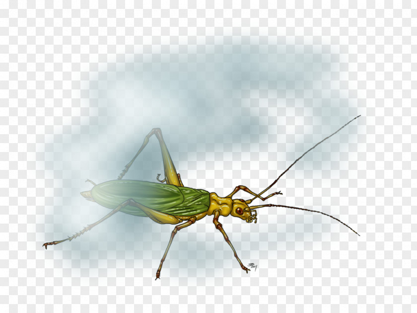 Cricket Like Insect Grasshopper Locust Art Wing Wireless PNG
