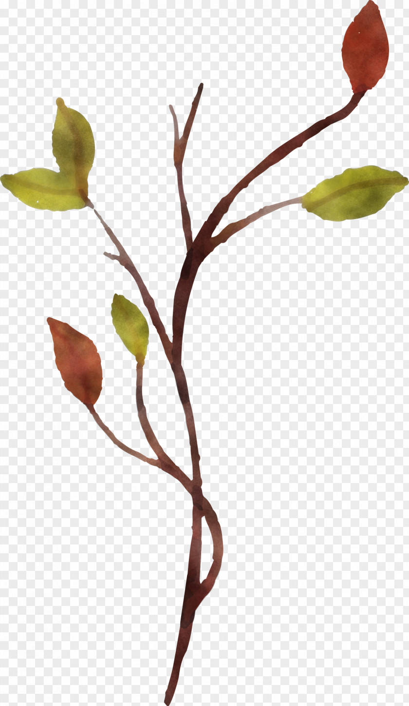 Floral Design PNG