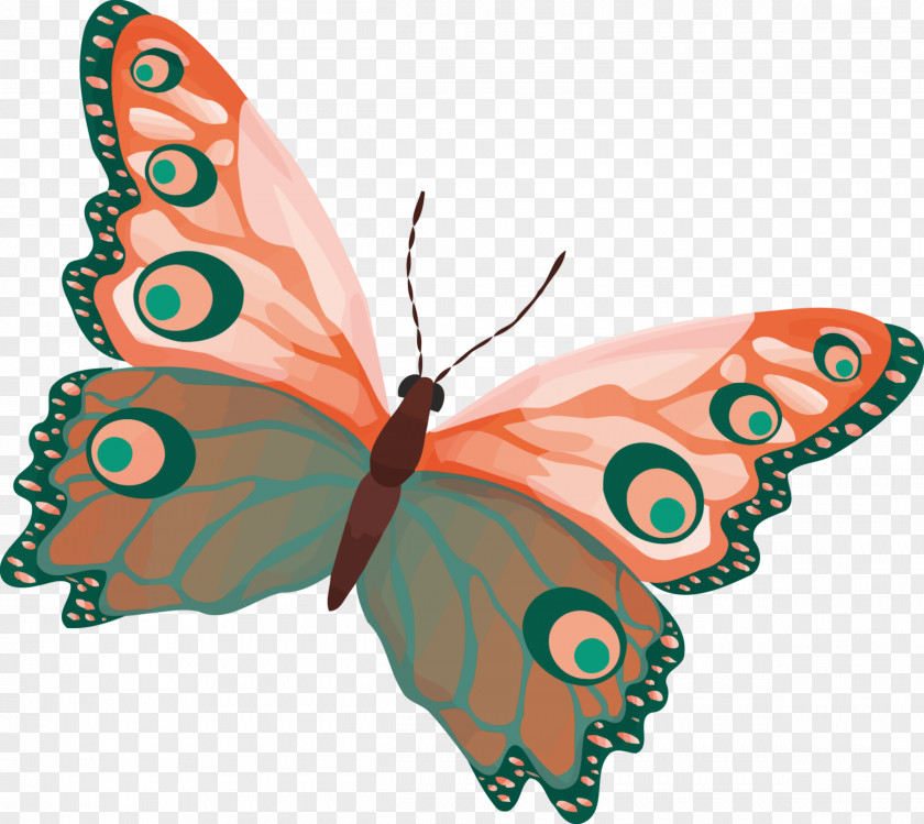 Butterfly Insect Drawing Color Clip Art PNG