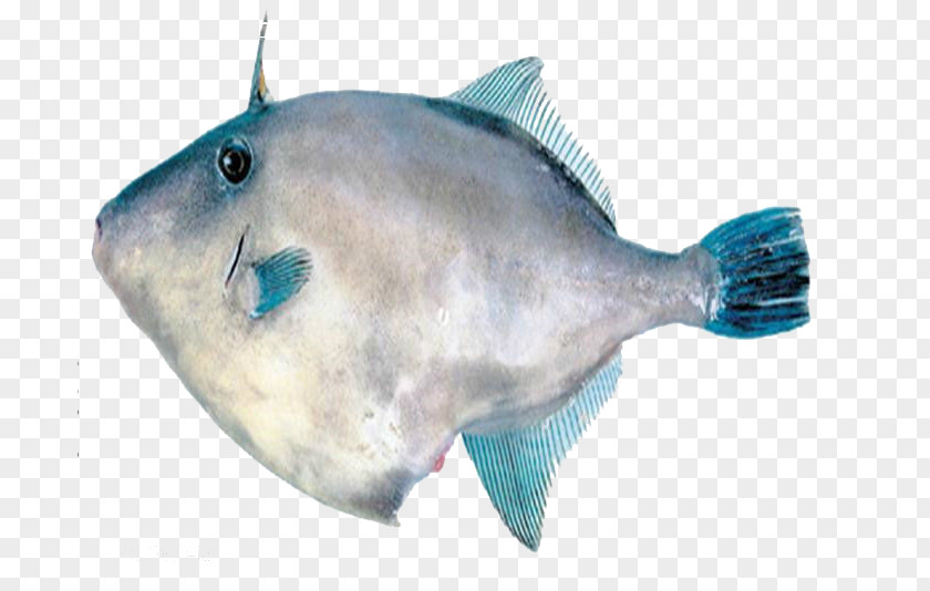 Child Fish Consumption Hot Pot Seafood PNG