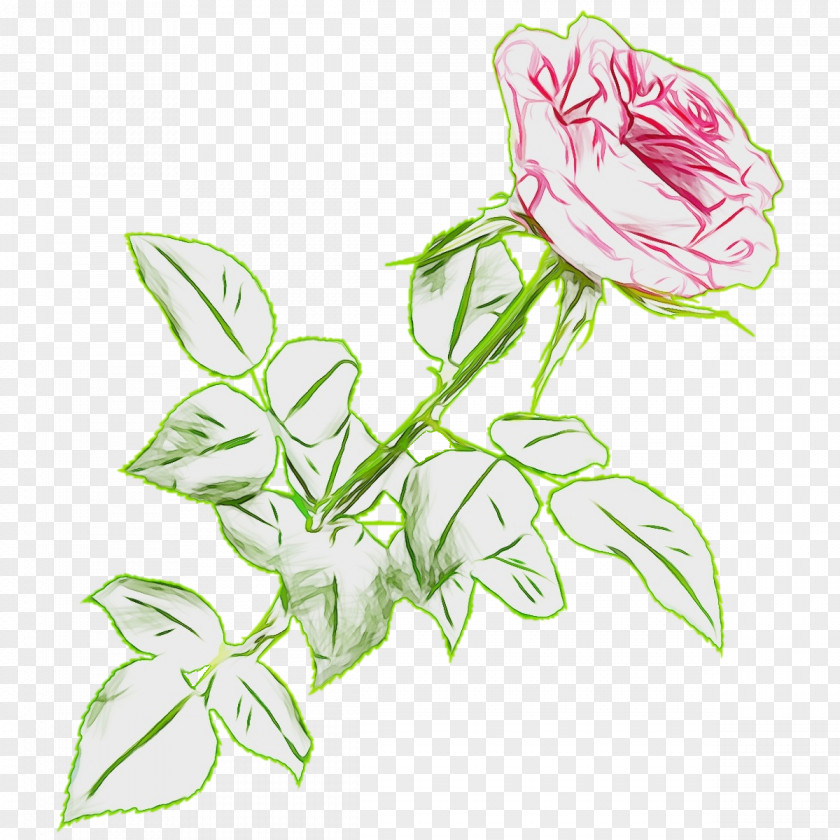 Herbaceous Plant Rose Family Bouquet Of Flowers Drawing PNG