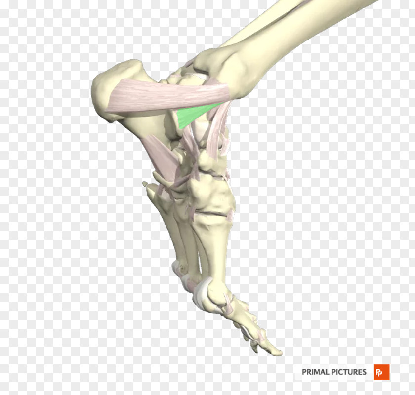 Ligament Finger Tibia Ankle Fibula PNG