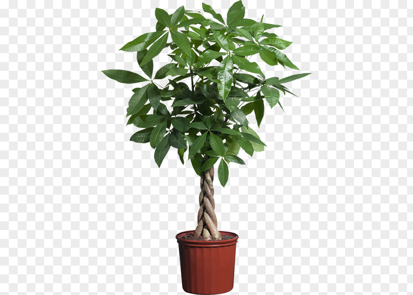 Plants Guiana Chestnut Houseplant Indoor Potted PNG
