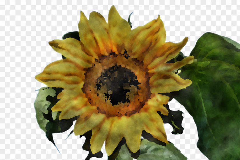 Pollen Leaf Sunflower PNG