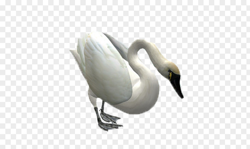 Weihai Cygnini Bird Swan Goose PNG