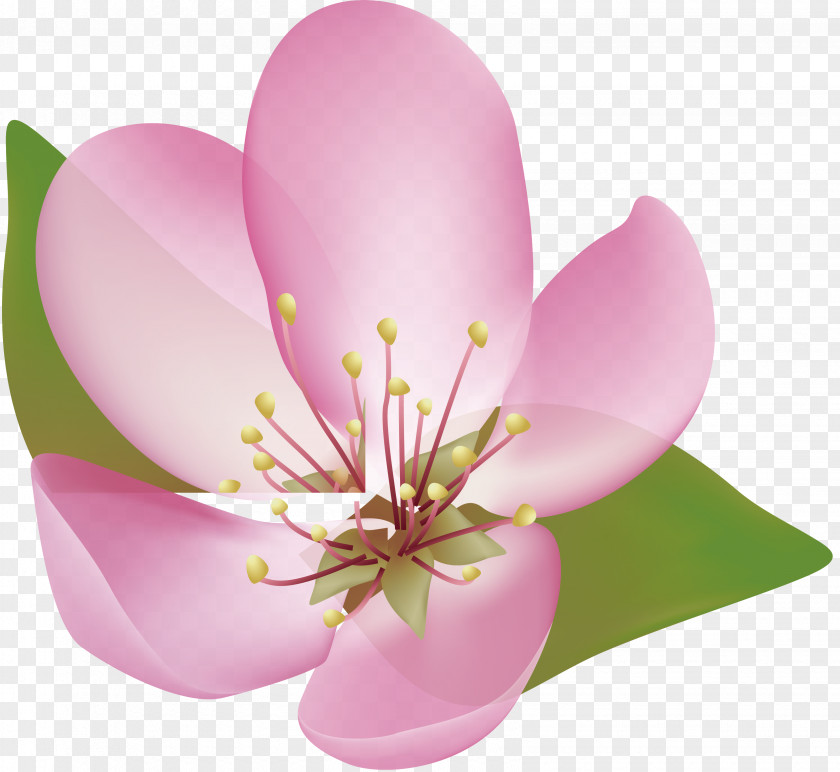 Cherry Petal Design Blossom PNG