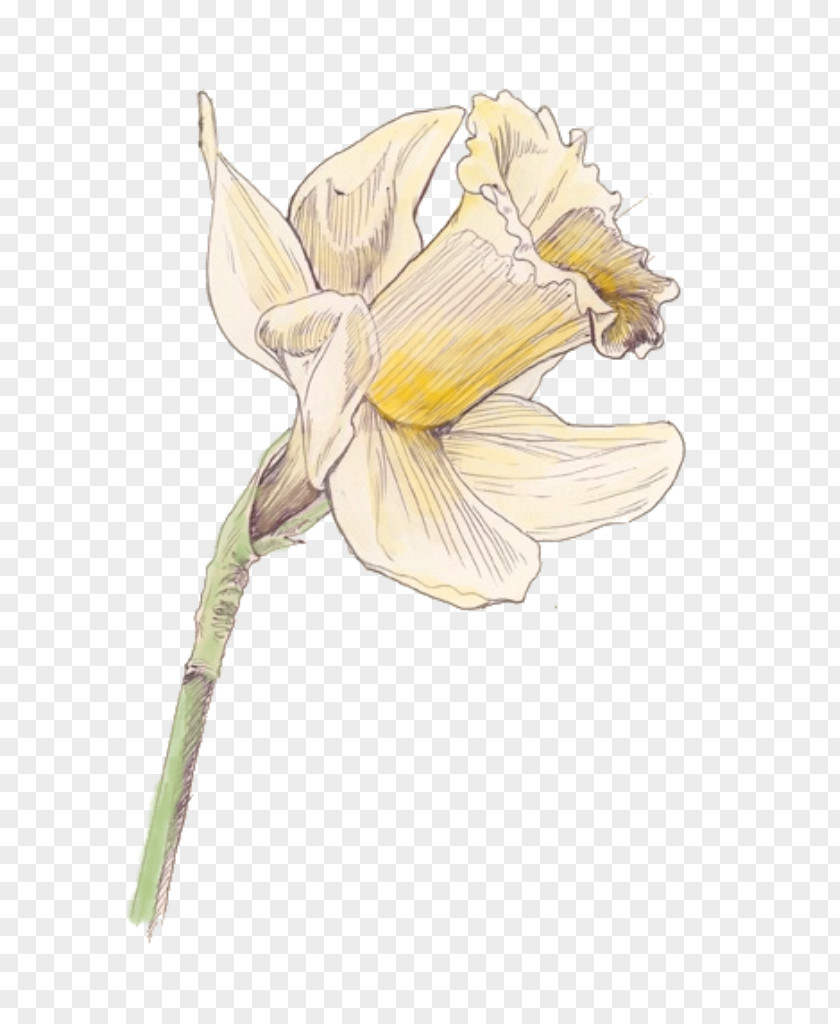Daffodil Flowering Plant Cut Flowers Drawing PNG