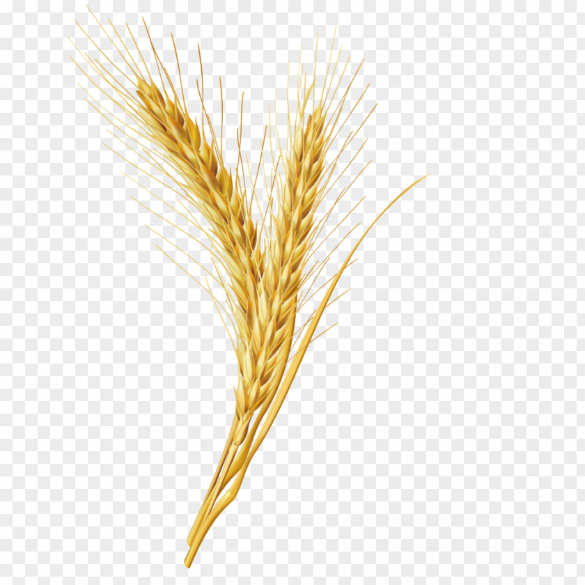 Vector Wheat Grains Emmer Cereal Grain PNG