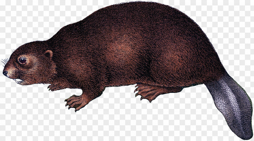 Beaver Platypus Rodent Animal Mammal PNG