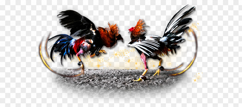 Chicken ClipArt Gamecock Cockfight Gambling PNG