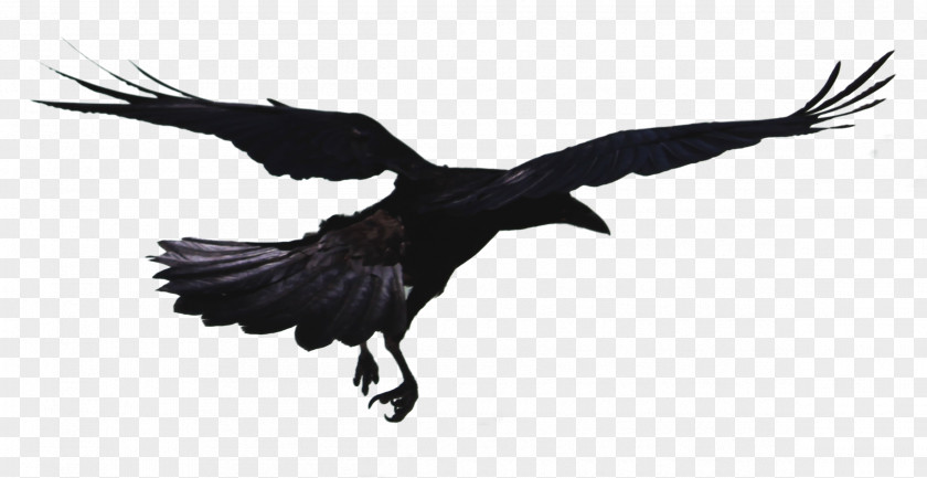 Flying Crow Rook Hooded Bird Common Raven Flight PNG