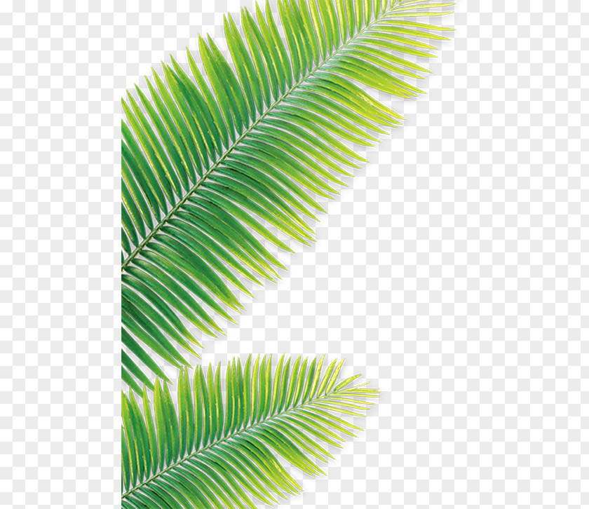 Green Leaves Leaf Drawing Coconut PNG