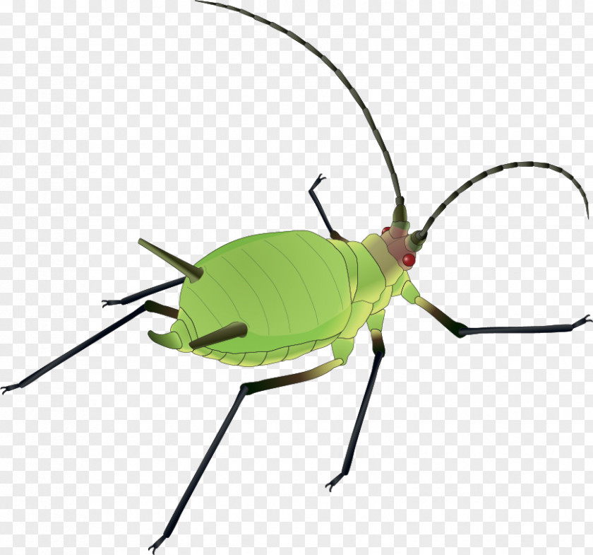 Vector Painted Green Bug Insect Download Software PNG
