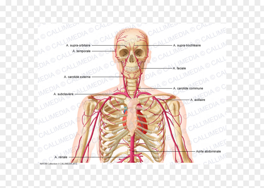 360 Degrees Neck Supratrochlear Artery Common Carotid External PNG