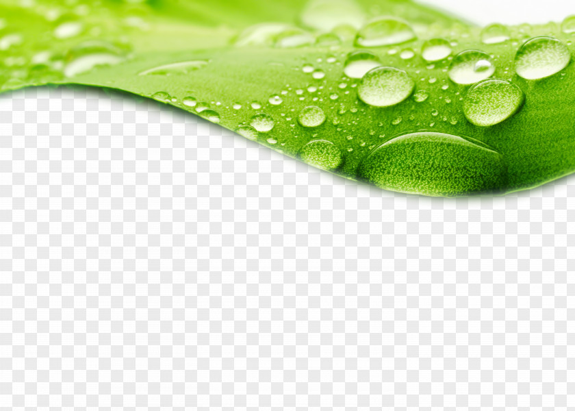 Crystal Water Droplets With Green Leaves HD Photography Pictures Dew Drop Leaf Stock Wallpaper PNG