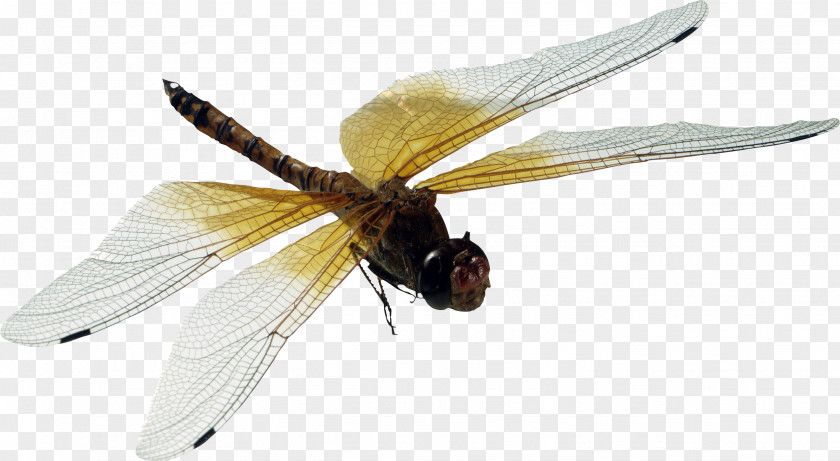 Dragonfly Opera Damselfly Web Development Tools Titan PNG