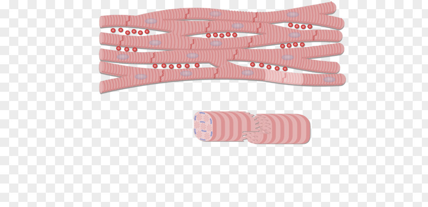 Muscle Tissue Intercalated Disc Anatomy Cardiac Gap Junction Myocyte PNG