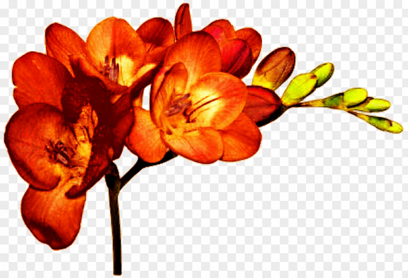Orange Flower Cut Flowers Plant Freesia Alba Bulb PNG