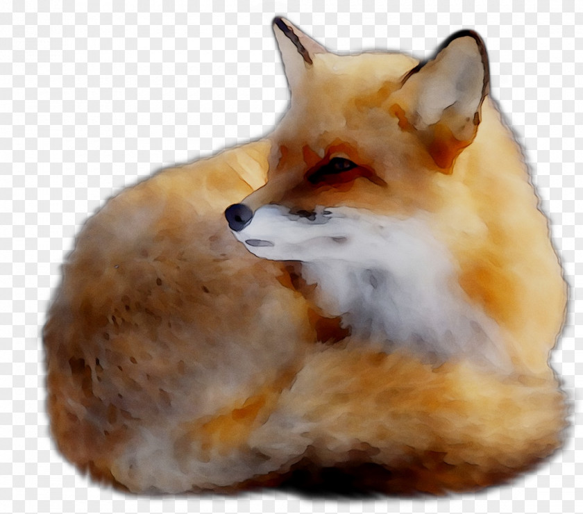 Red Fox Kit Fur Whiskers Fauna PNG