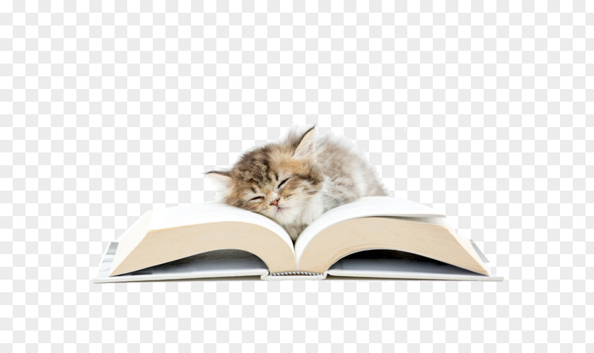 Sleeping Cat On Books Photography PNG