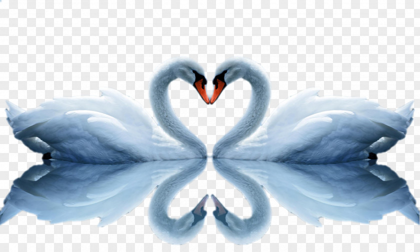 Swan And Reflection Love High-definition Video Television Wallpaper PNG