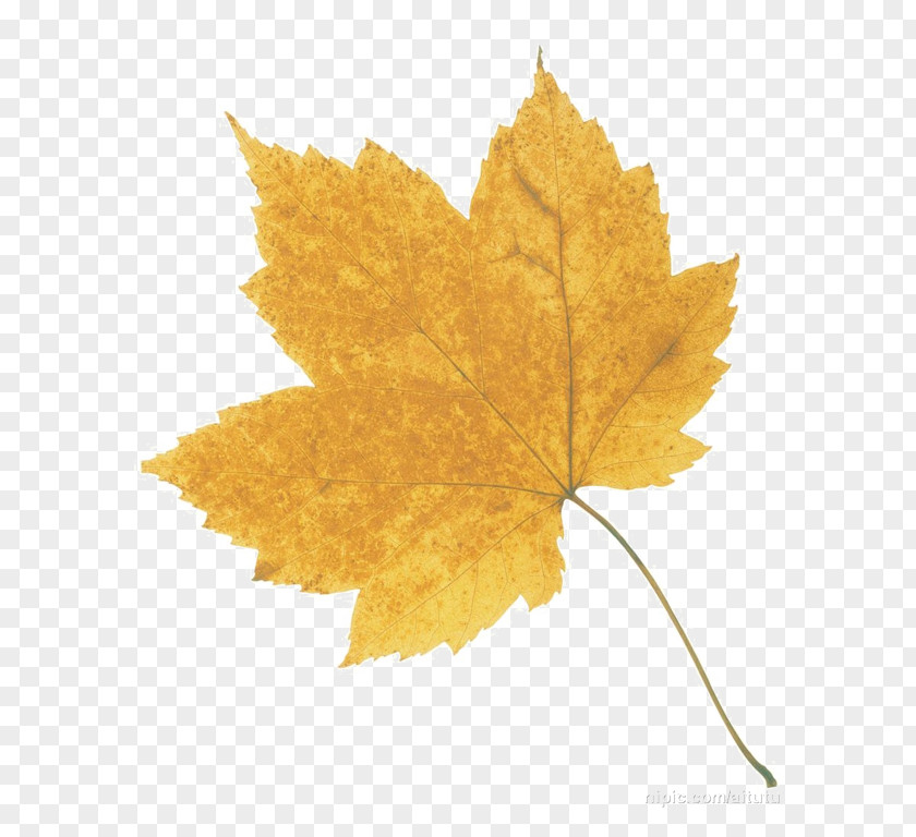 Autumn Leaves Maple Leaf PNG