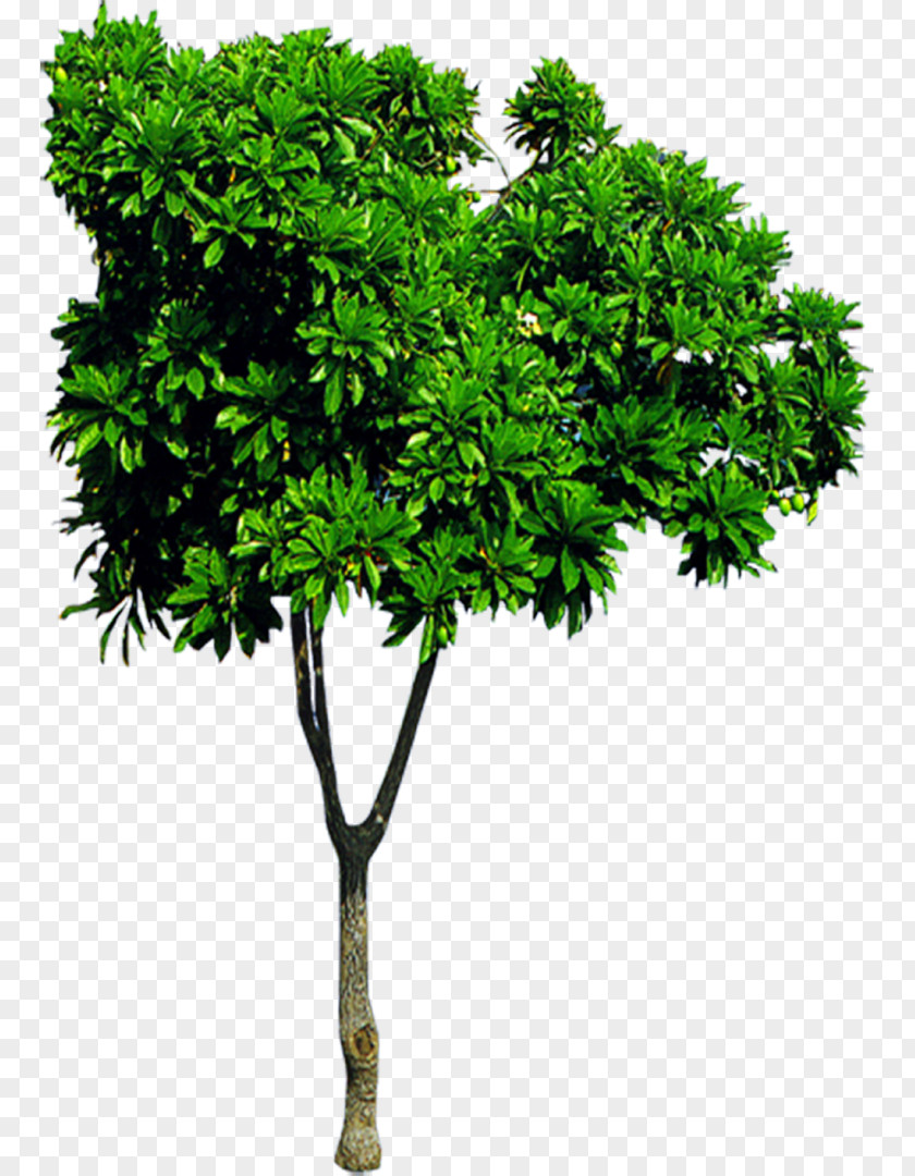 Bushes PNG