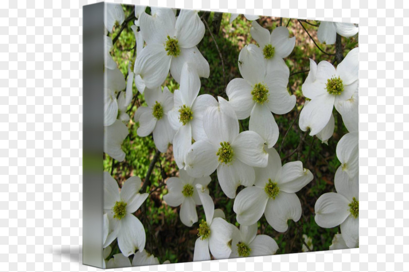 Dogwood Petal Flowering Plant Wildflower PNG