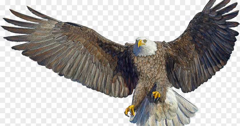 Eagle Bald Image Drawing PNG