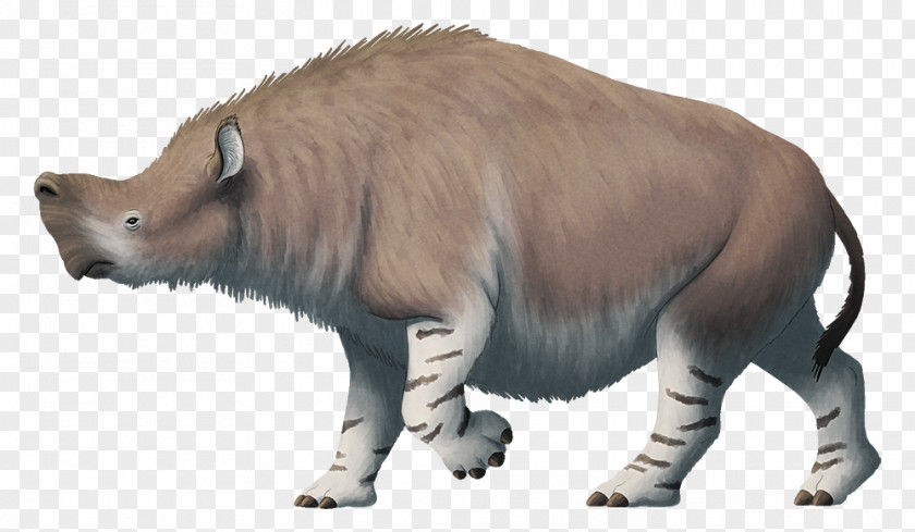 Eocene Embolotherium Rhinoceros Brontotheriidae Rhynchippus PNG