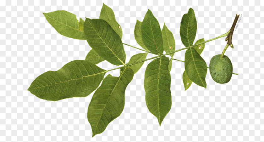 Hojas English Walnut Tea Herb Plants Leaf PNG