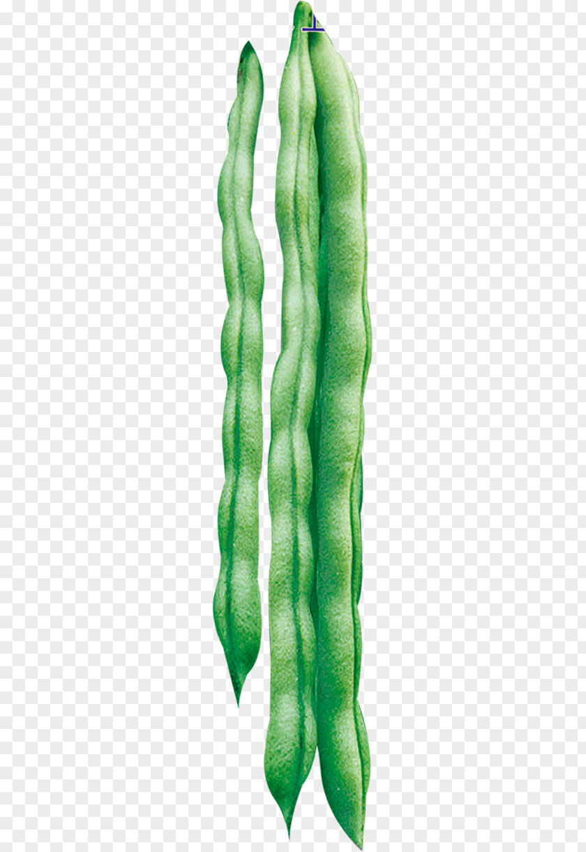 Pea Soybean PNG