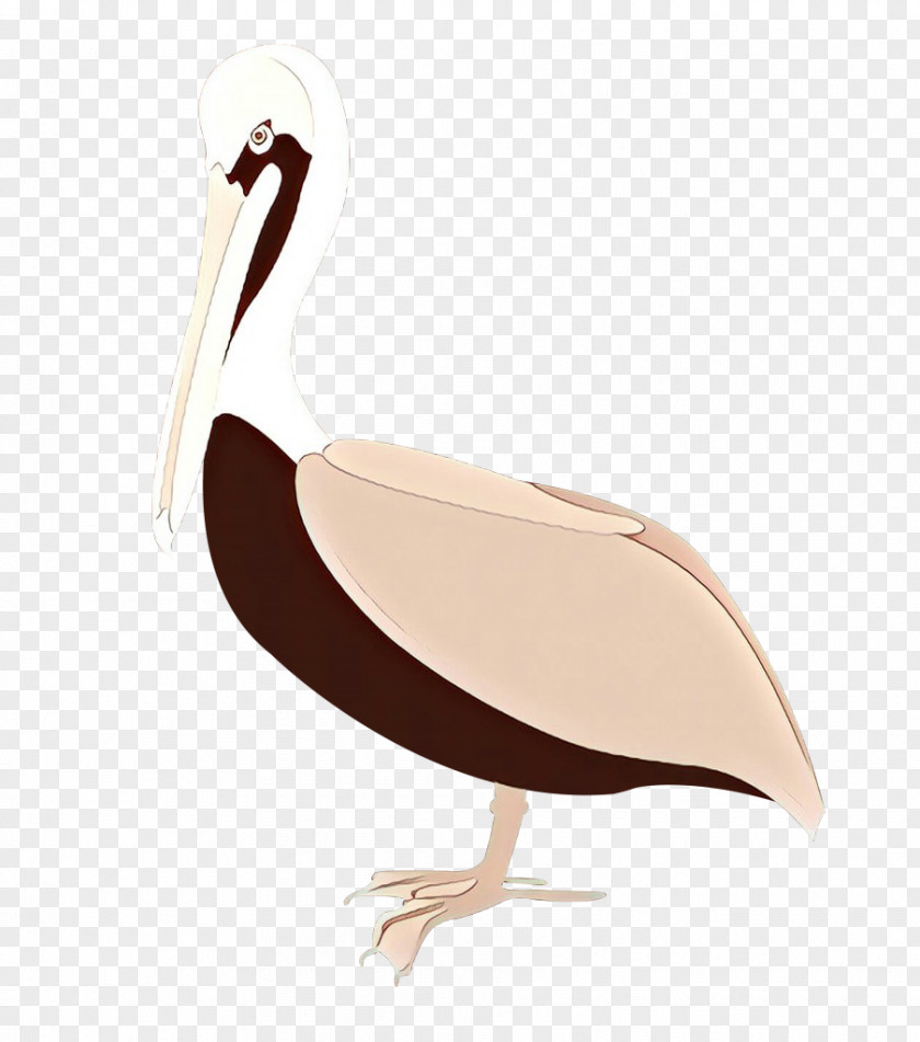 Bird Pelican Beak Flightless Ibis PNG