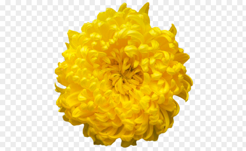 Chrysanthemum Clipart Clip Art PNG