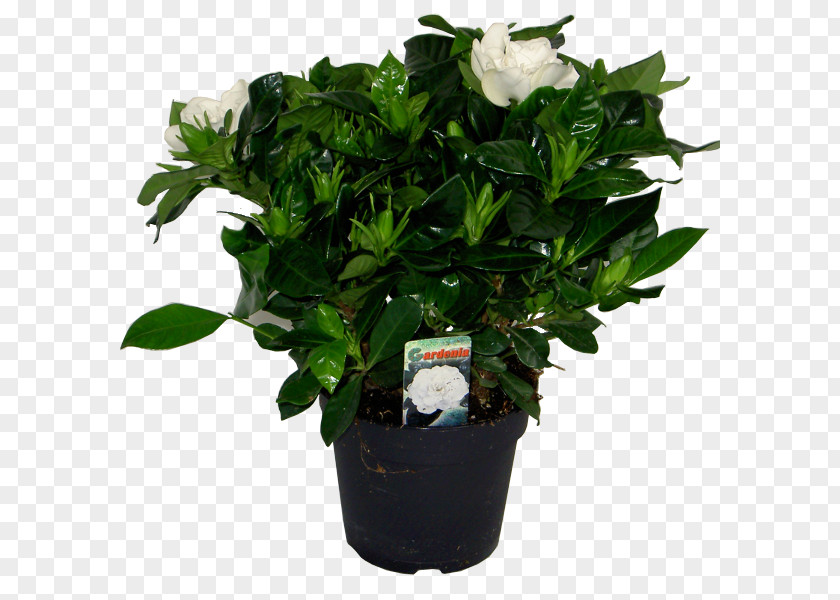 Plant Cape Jasmine Houseplant Garden Flowerpot PNG