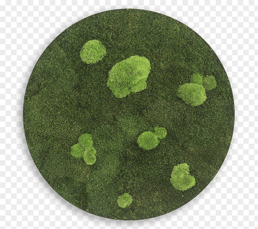 Circle Bryophyte Forest Iceland Moss Sphere PNG