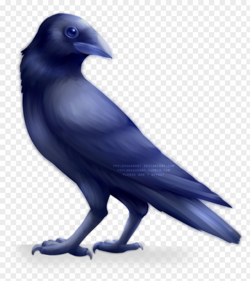 Crow American New Caledonian Rook Art PNG