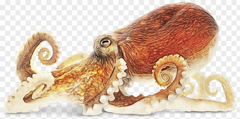 Giant Pacific Octopus Prize Cartoon PNG