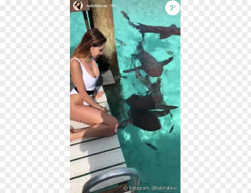 L'amoureuse De Casbah Bahamas Domestic Pig Marriage Shark 0 PNG