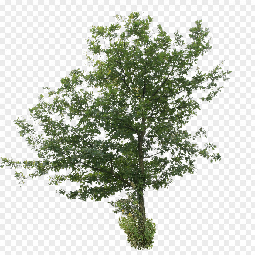 Tree Shade English Oak Shrub Birch PNG