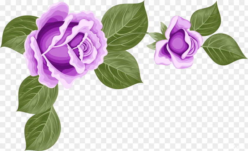 50 Garden Roses Cut Flowers Centifolia Purple PNG