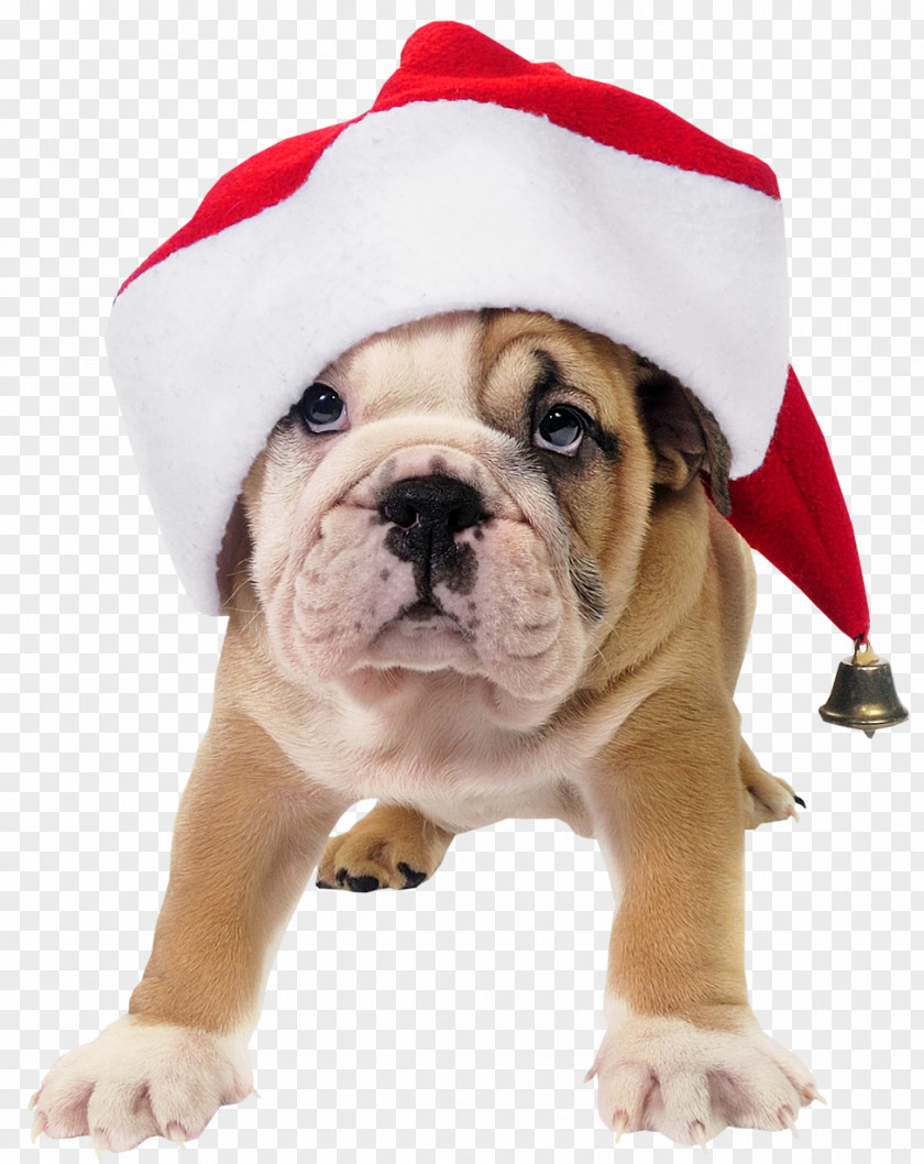 Cute Dog With Santa Hat Transparent Picture French Bulldog Toy Claus Puppy PNG