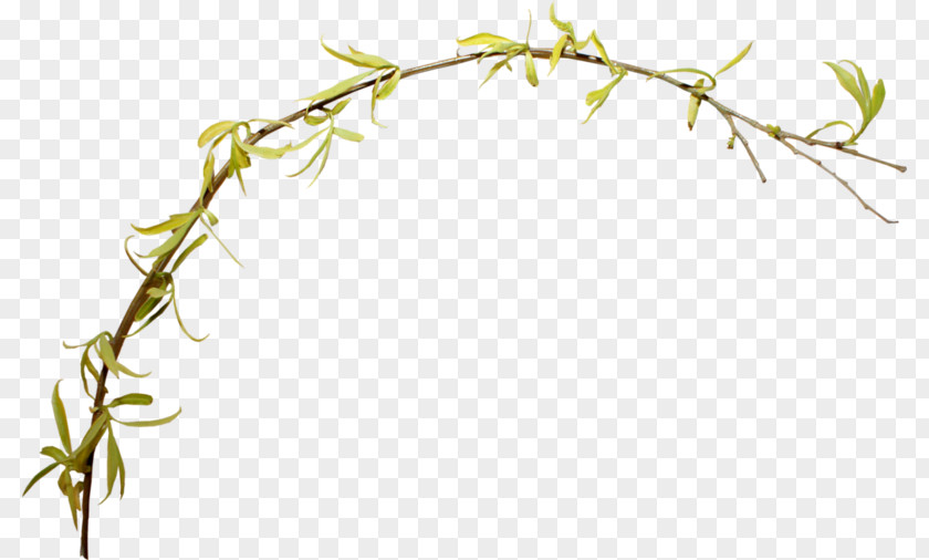 Plant Branch Tree PNG