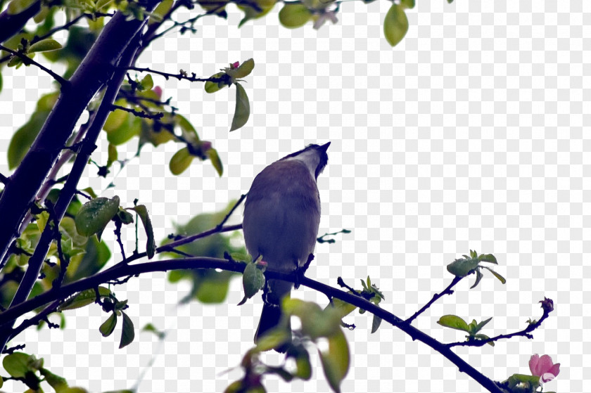 Vector Birds Tree Bird Euclidean PNG