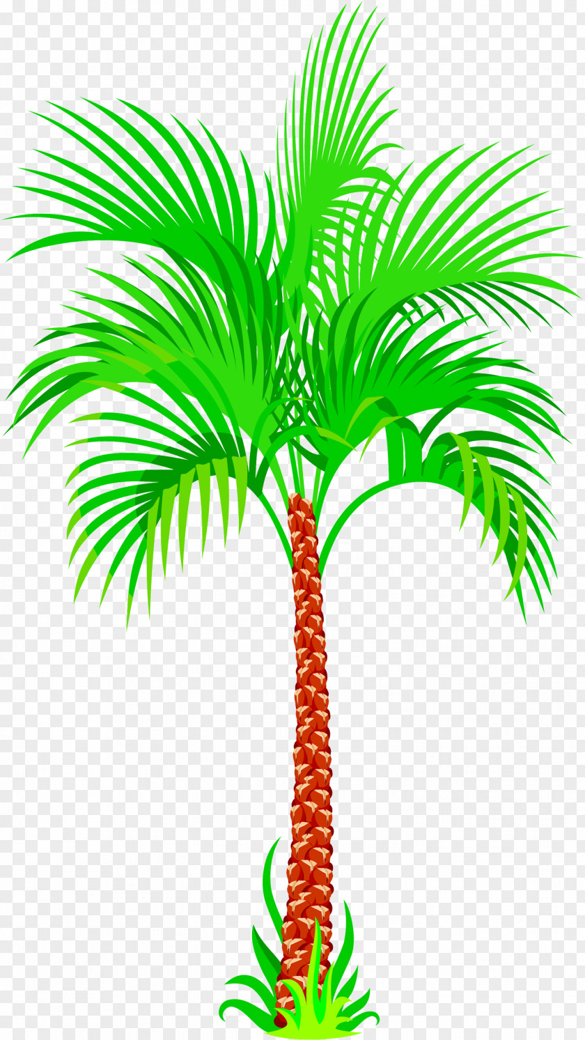 Coconut Asian Palmyra Palm Tree PNG